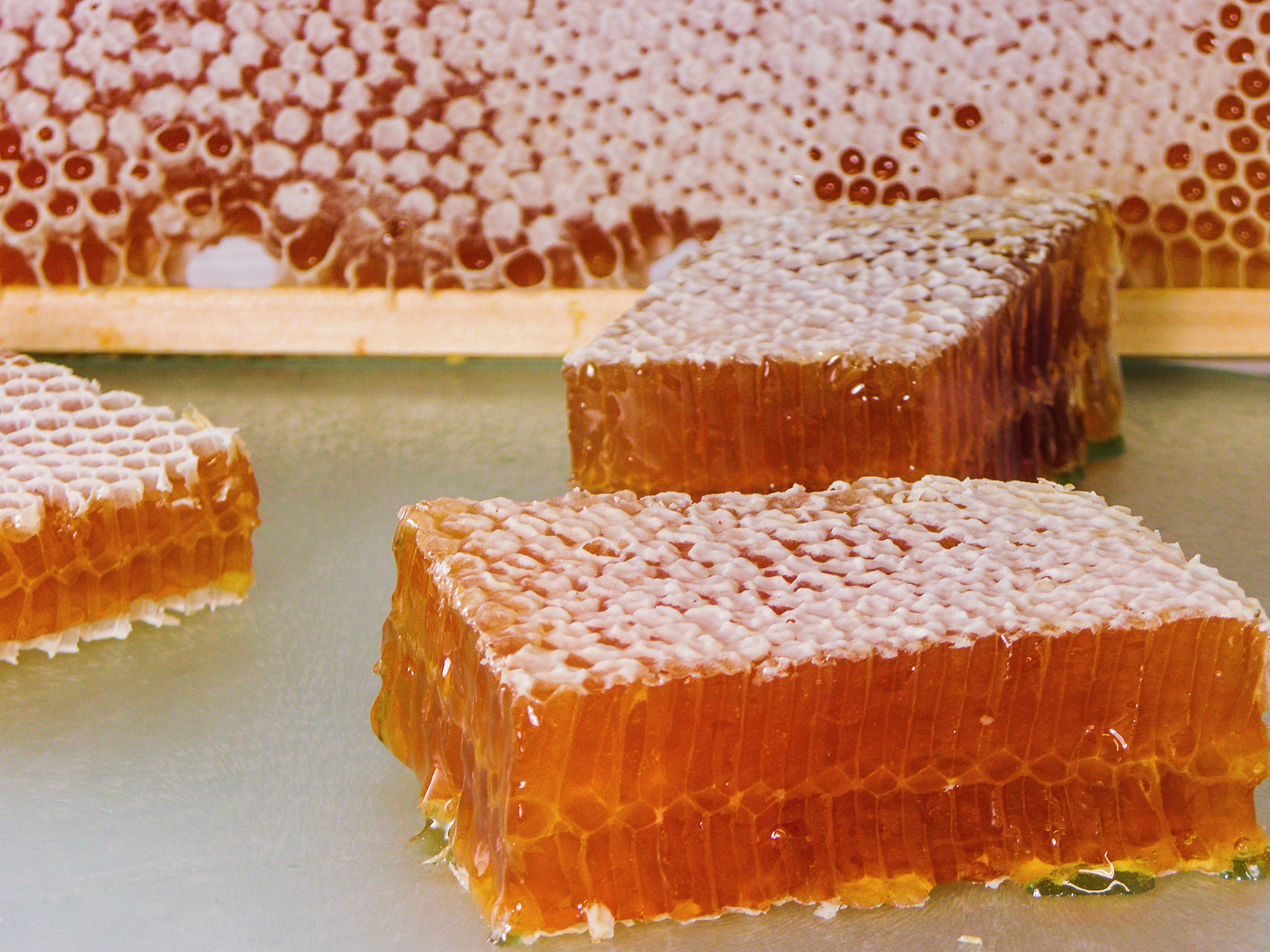 microscoop onderhoud Eerste Honingraat kopen of eten? Je honingRAAT het! | Imkerij de Werkbij