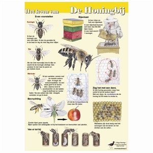 Poster Het leven van de honingbij - gele achtergrond, geplastificeerd
