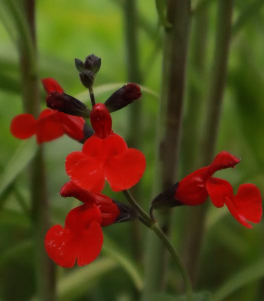 Salvia micorphylla Royal Bumble Salie