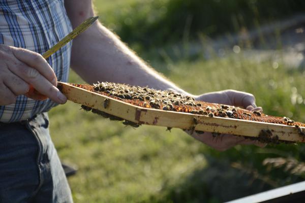 Imker werkt met de bijenvolken