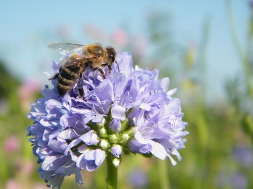 Happy Bee Day en biodiversiteit