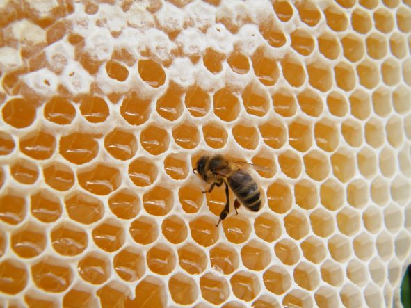bijen honing