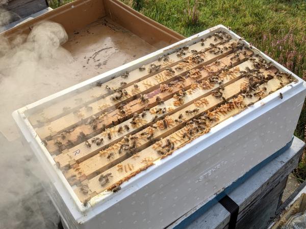 kast met bijen op de heide - bijengif werking