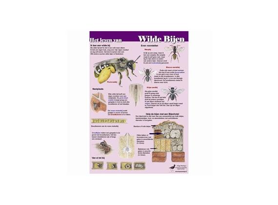 Poster Het leven van wilde bijen - paarse achtergrond, geplasticificeerd