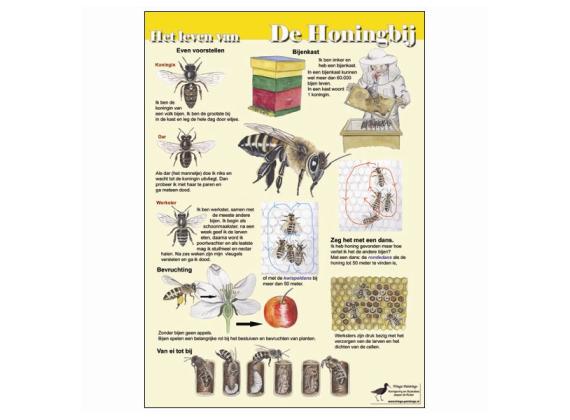 Infokaart Het leven van de honingbij