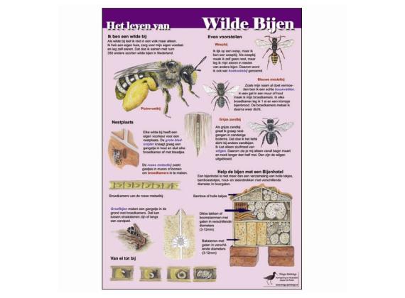 Infokaart Het leven van wilde bijen