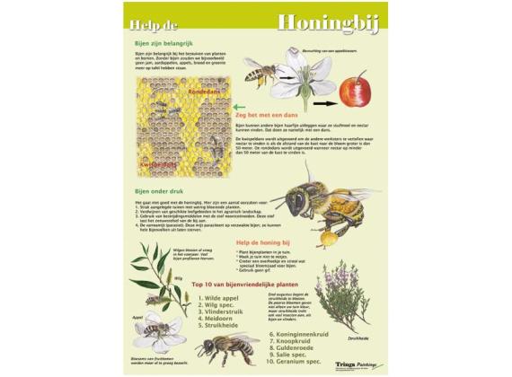 Poster Help de honingbij (geplastificeerd) groene achtergrond