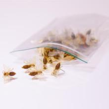 Plastic prikbijtjes voor op bijenwaskaarsen per stuk