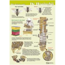 Poster Het leven van de honingbij (geplastificeerd) groene achtergrond